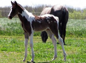 ... Pintaloosa WB colt. at the Critique My Horse forum - Horse Forums