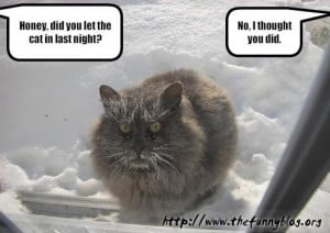Funny cat vs Winter - Did you let in the cat?