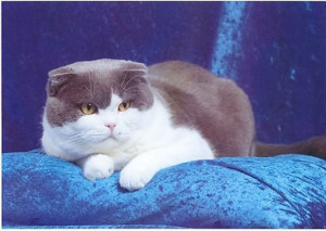 Scottish Fold Cat Breed Pictures