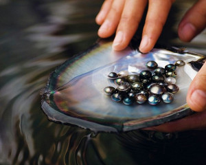 The-Queen-of-Pearls-Tahitian-Black-Pearls.jpg