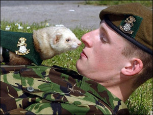 09 2012 02 15 06 pm ferrets in the military