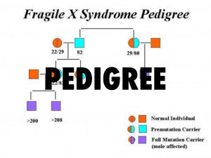 fragile x syndrome punnett square