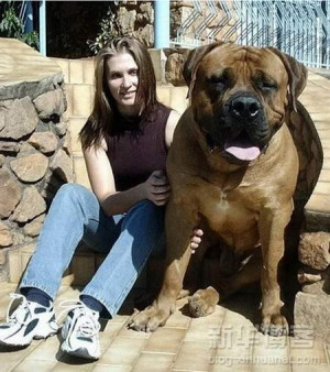 Biggest Dogs In The World