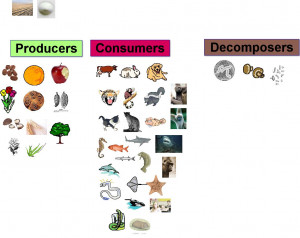 Food Chain with Producers Consumers and Decomposers