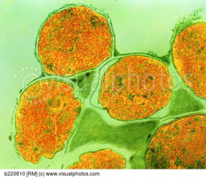 leprosy bacteria quotes