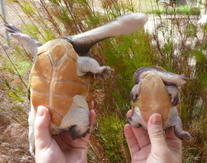... australian freshwater turtles a group of turtles is not a bale it is