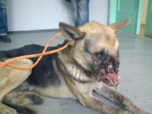 ... example of the cruelty of the world :'(.. - stop-animal-abuse Photo