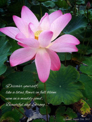 Meaning of Lotus Flower