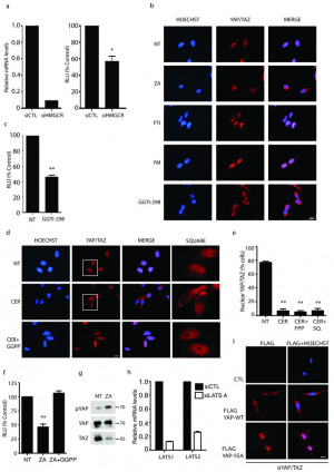 Supplementary Figure 3: Statins inhibit Rho-GTPases localization and ...