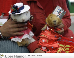 Every year, the Peruvian town of Churin holds a Guinea Pig Festival ...