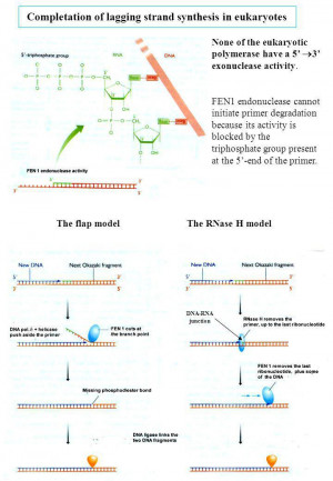 Lagging Strand Synthesis