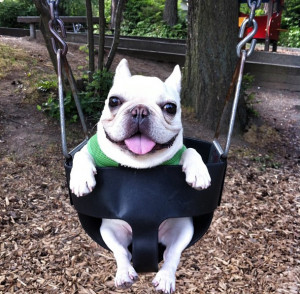 French Bulldog in Swing