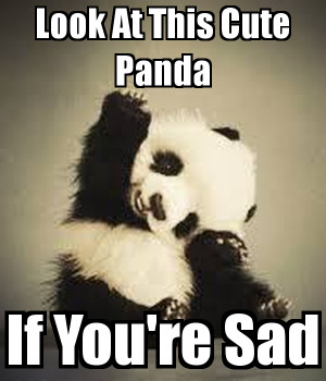 Cute Baby Panda Meme