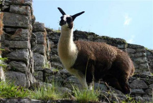 Llamas enlisted to thwart biological weapons