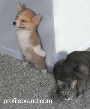 ... .com/funny-pictures/category/animals/369_funny-sneak-attack