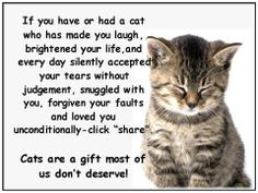 ... quotes cats quotes and pics i love more cat quotes pets i love cat