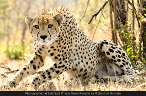 sabi sabi wild facts: the cheetah