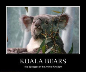 Funny Koala Memes Koala Bear Funny Quotes