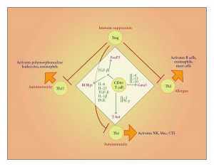 Th17 Cells In Autoimmunity And Immunodeficiency