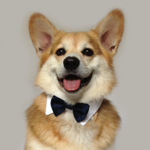 dog cute adorable fashion animal corgi pet bow tie