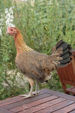 Unique And Rare Chicken Breeds