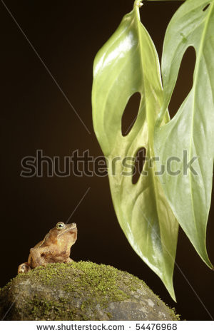 toad tropical rainforest amphibian at night with leaf background ...