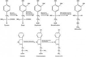 ... dopamine, norepinephrine, and epinephrine from amino acid precursors