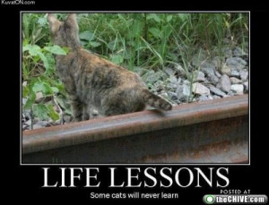 funny life lessons cat half a tail on train track funny caption pic ...