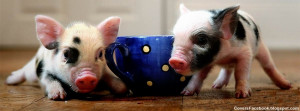 Teacup Pig Pigs Cute