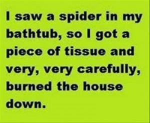 spider funny pictures