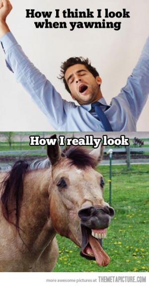 Funny photos funny horse derp face yawn
