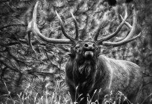 bull-elk-bugling-black-and-white-ron-white.jpg