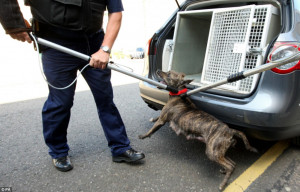 Operation Navara targeted 'weapon dogs', which were believed to be ...