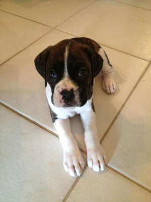 Cute Boxer Puppy Pictures...