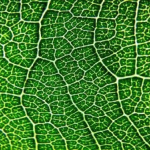 Nature Fractal Pattern