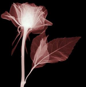 Charming X-Rays of Flowers (19 pics)
