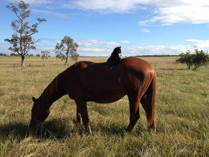 The Daily Treat: Cat Rides Horse, Makes Friendship Official
