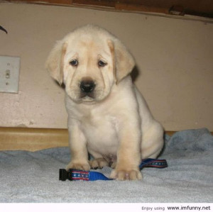 Sad Labrador… without girlfriend | Funny Pictures, Funny Quotes ...