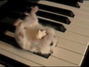 ... gif cute my stuff hamster popcorn hamster on a piano parry gripp
