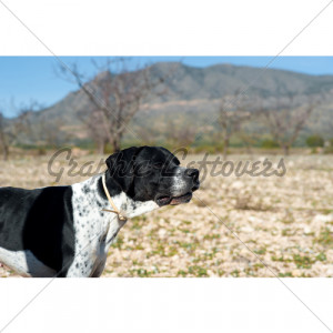 Black And White Pointer Hunting Dog In Full Ale...