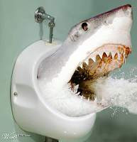 Blog Funny Shark Pics