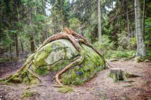 Chemical Weathering Living Organisms