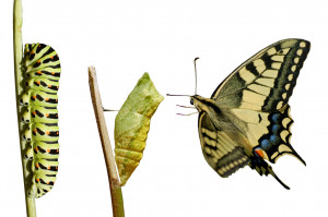 ... butterfly. Metamorphosis is more than just growth, or even change. It