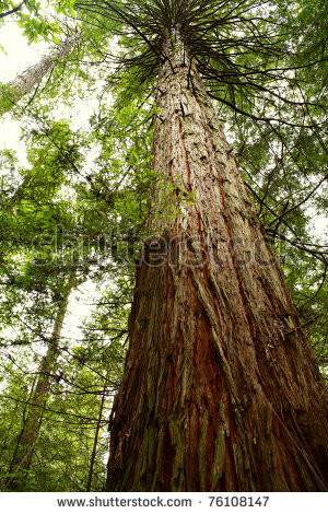 Redwood Trees Clip Art Trunk of tall redwood tree