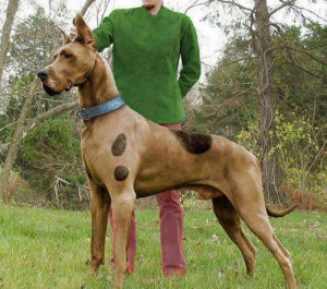 The real scooby doo.. :P Great dane - Dogs Picture