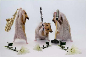 /funny-animal-pictures/funny-hamster-pictures/hamster-music-band ...