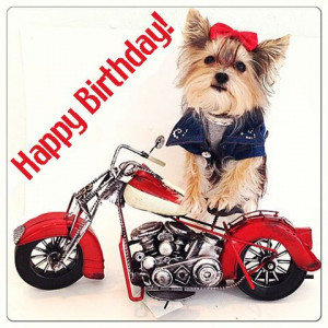 Happy Birthday! Motorcycle dog: Happy Birthday Motorcycles