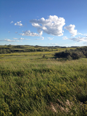 north american grasslands