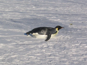 Penguin Sliding On Belly