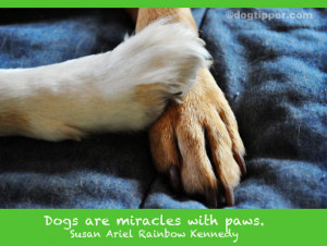 Dog Quotes: Religious Quotes, Dogs and Heaven